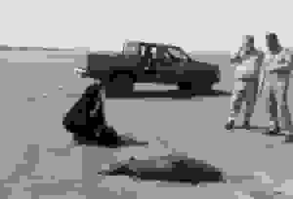 کنعانی: تجهیز دو مرکز امداد و نجات گونه‌های دریایی در مازندران