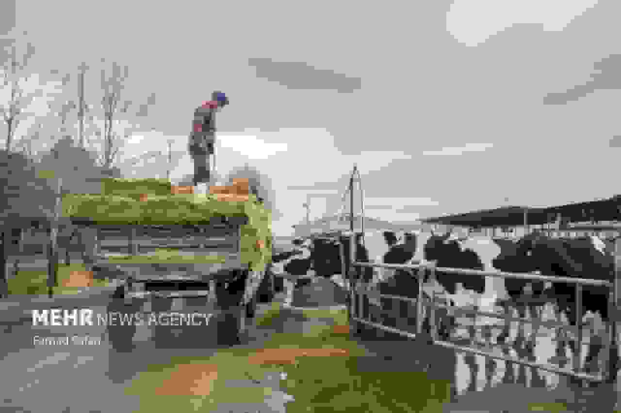 چالش جدی نهاده‌های دامی در قم؛ هشدار افزایش کشتار یا فروش دام مولد