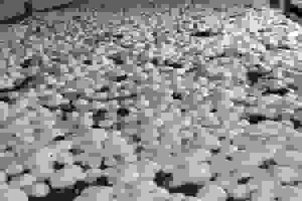 تولید سالانه قارچ در قزوین از ۱۳ هزار و ۹۰۰ تن فراتر رفت