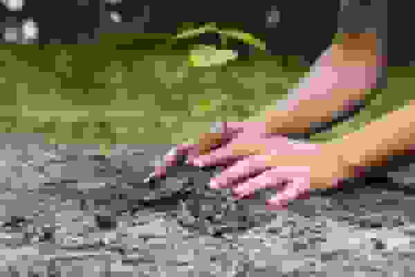 رتبه نخست سیستان و بلوچستان در پویش ملی کاشت ۱ میلیارد نهال