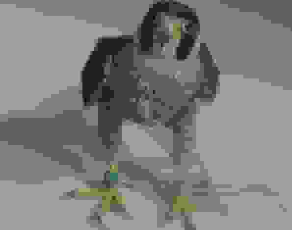 نجات شاهین کوچک از تله صیادان غیرمجاز در پارک ملی بوجاق