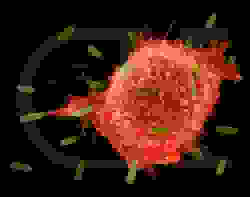 اکبری: بانوان نسبت به هرگونه تغییر در سینه خود حساس باشند