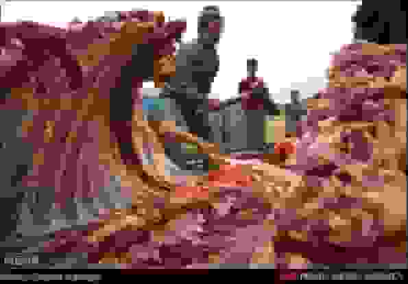 بازداشت خانواده سه‌نفره در پرونده کشتار غیرمجاز الاغ در قزوین