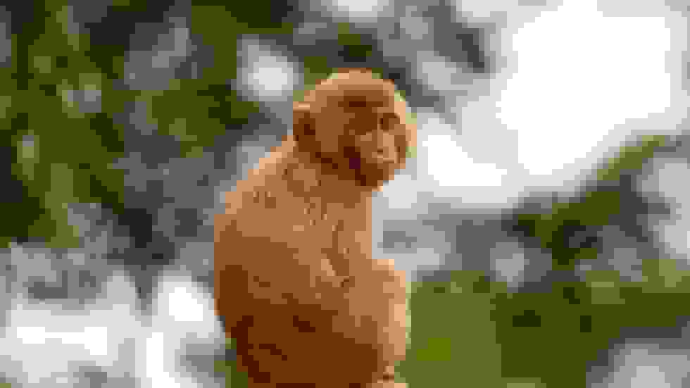 پلیس آمریکا میمون‌های آزمایشگاهی فراری را به عنوان «خطرناک» می‌کشد