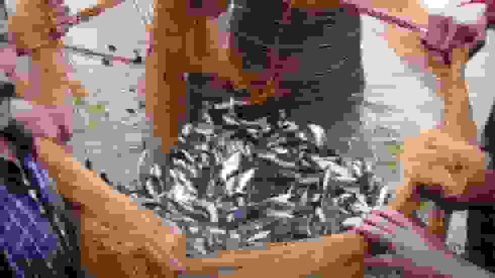 مسکو تأیید واحدهای شیلات هند را تصویب می‌کند