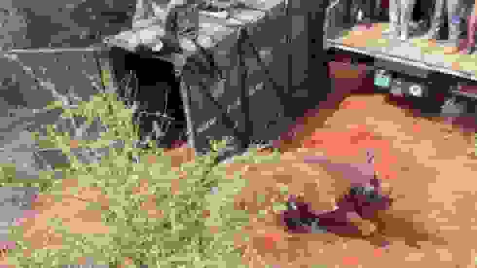 افتتاح بزرگ‌ترین پناهگاه کرگدن جهان در کنیا