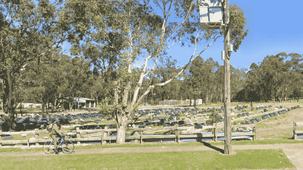 سرهای خوک در گورستان مسلمانان سیدنی گذاشته شد (عکس)