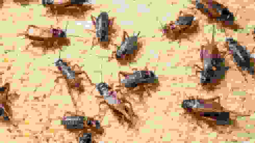 روس‌ها هرگز حشرات نخواهند خورد – نماینده برتر پارلمان