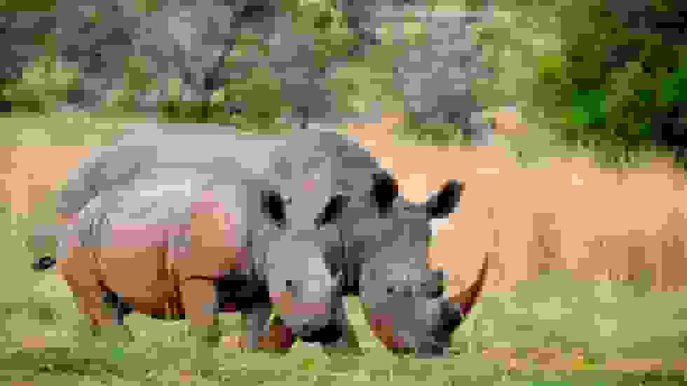 کاهش ۱۶ درصدی شکار غیرقانونی کرگدن در آفریقای جنوبی در سال ۲۰۲۵