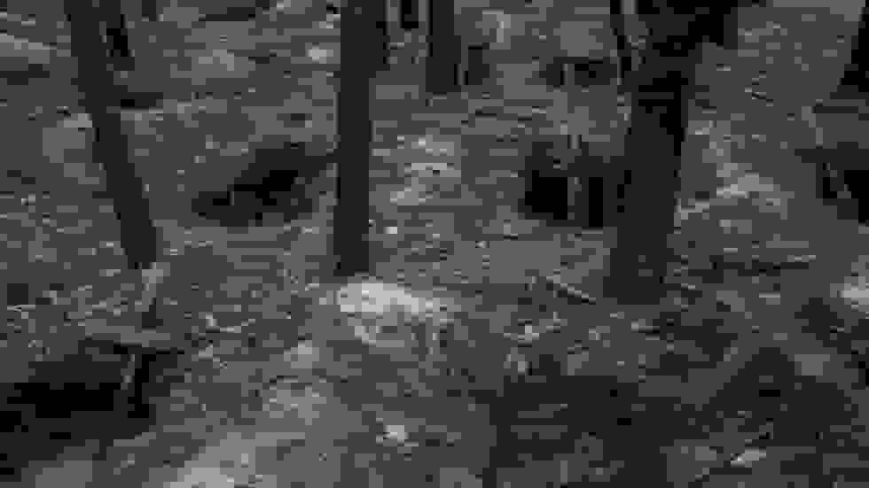 لهستان تصمیم به عفو مزدوران جنگی برای کیف می‌گیرد