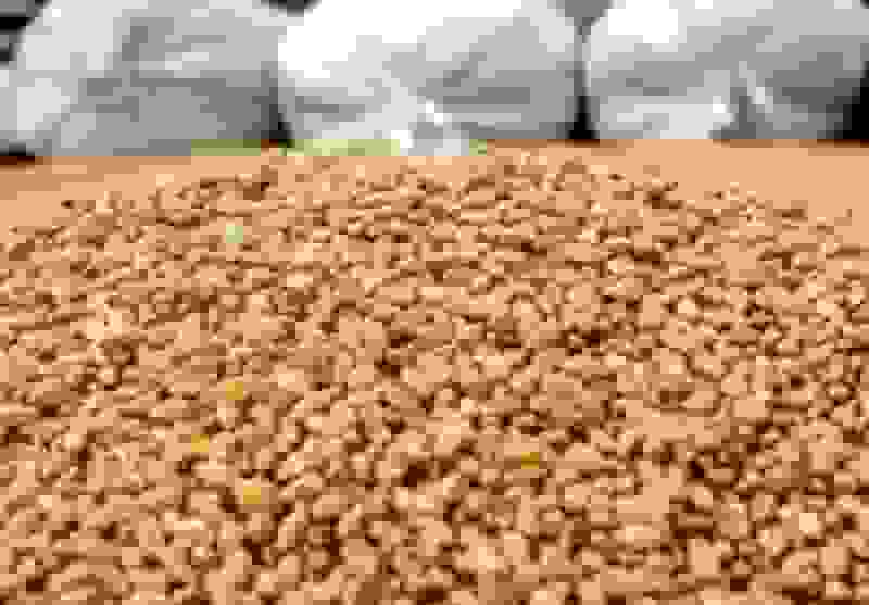 بحران نهاده دامی در قلب دامپروری سمنان