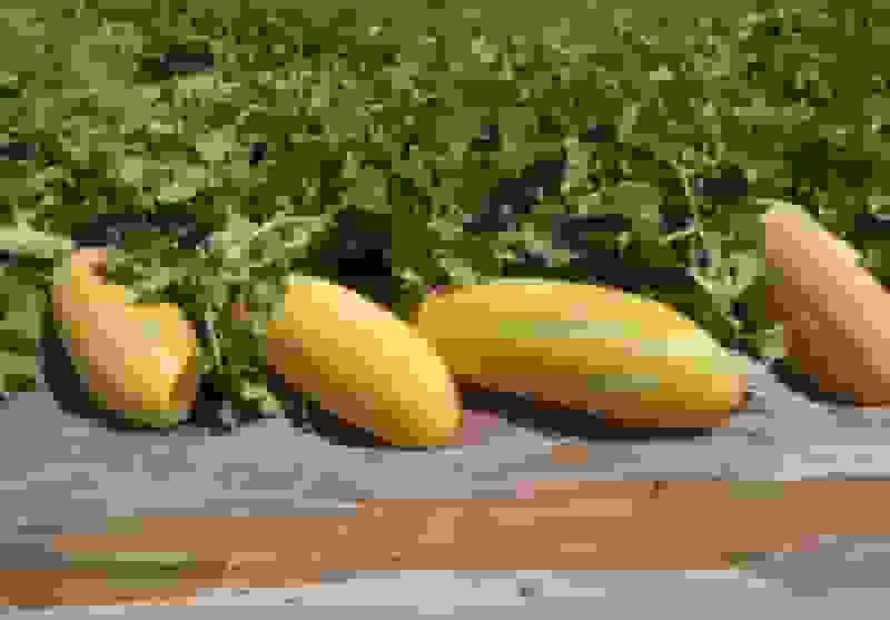 کاربرد فناوری هسته‌ای در بهبود کیفیت طالبی و خربزه