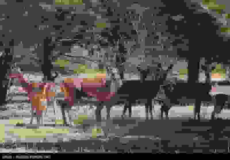 اقتصادی کردن حفاظت از حیات وحش: از قرق‌های یزد و کرمان تا اوراق قرضه کرگدن‌ها