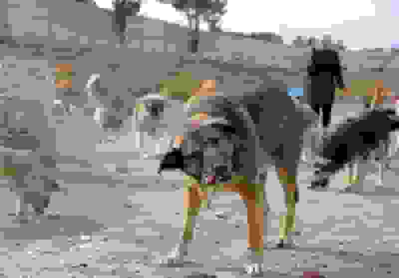 بحران سگ‌های ولگرد در کرمانشاه: گزش‌های نگران‌کننده و مدیریت کند جمعیت