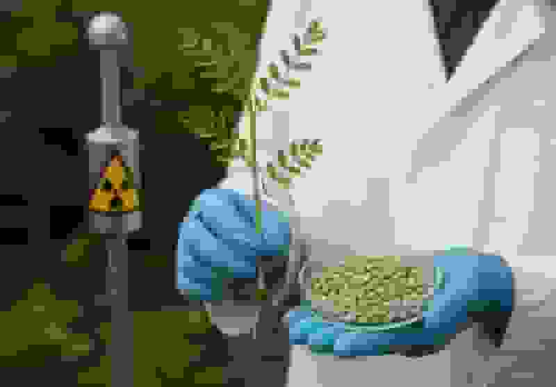 اصلاح عدس با فناوری هسته‌ای برای تولید پروتئین بیشتر