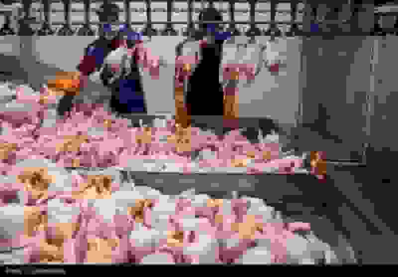 بلبشوی بازار مرغ در شمال ایران: قیمت‌های افسارگسیخته و مافیابازی در کشتارگاه‌ها