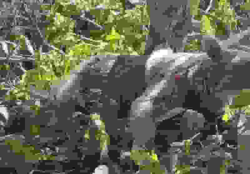 زنده‌گیری خرس مهاجم در روستاهای ورزنه بابل توسط محیط‌بانان