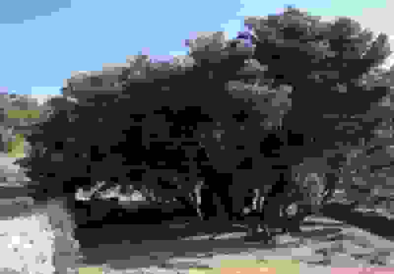 فلسطین ماندنی است؛ مثل مادر زیتون ۵۵۰۰ ساله