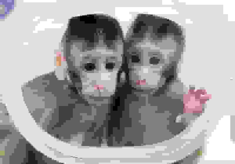 ایران وارد فاز نخستی‌سانان در درمان پارکینسون شد