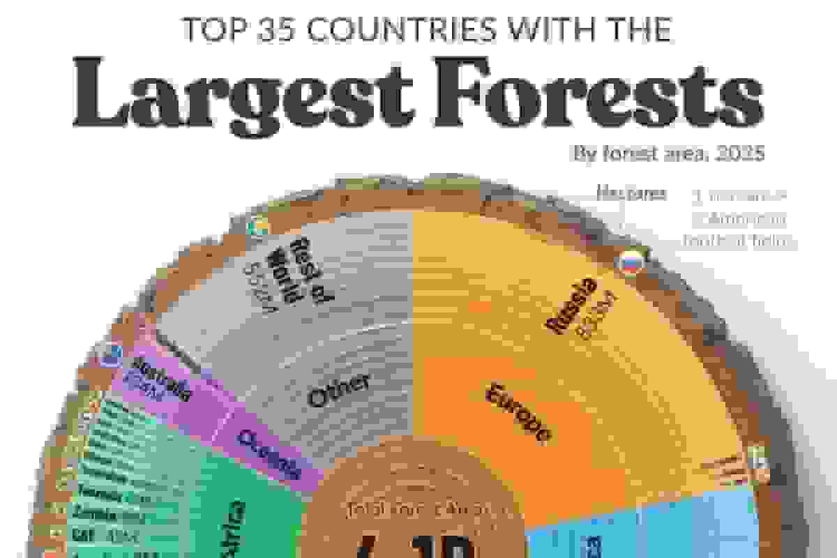 اینفوگرافی کشورهای دارای بیشترین سهم جنگل‌های جهان در ۲۰۲۵ و جایگاه ایران