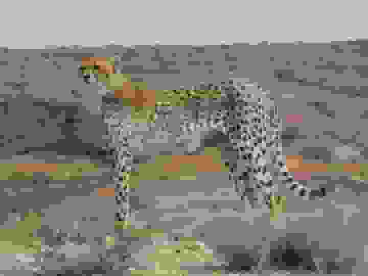 مشاهده دو یوزپلنگ در پارک ملی توران شاهرود