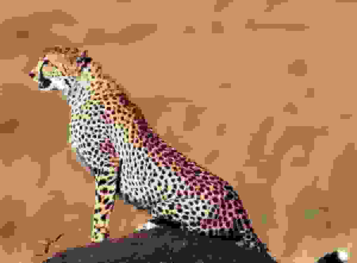 مشاهده دو یوز آسیایی در پارک ملی توران شاهرود