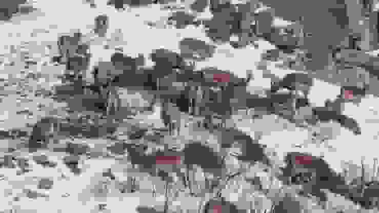 سرشماری حیات‌وحش در مناطق حفاظت‌شده کهگیلویه و بویراحمد آغاز شد