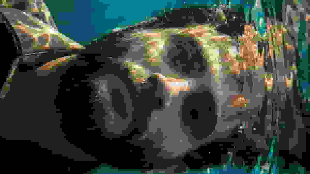 انتشار پوستر فیلم سینمایی «جانشین»