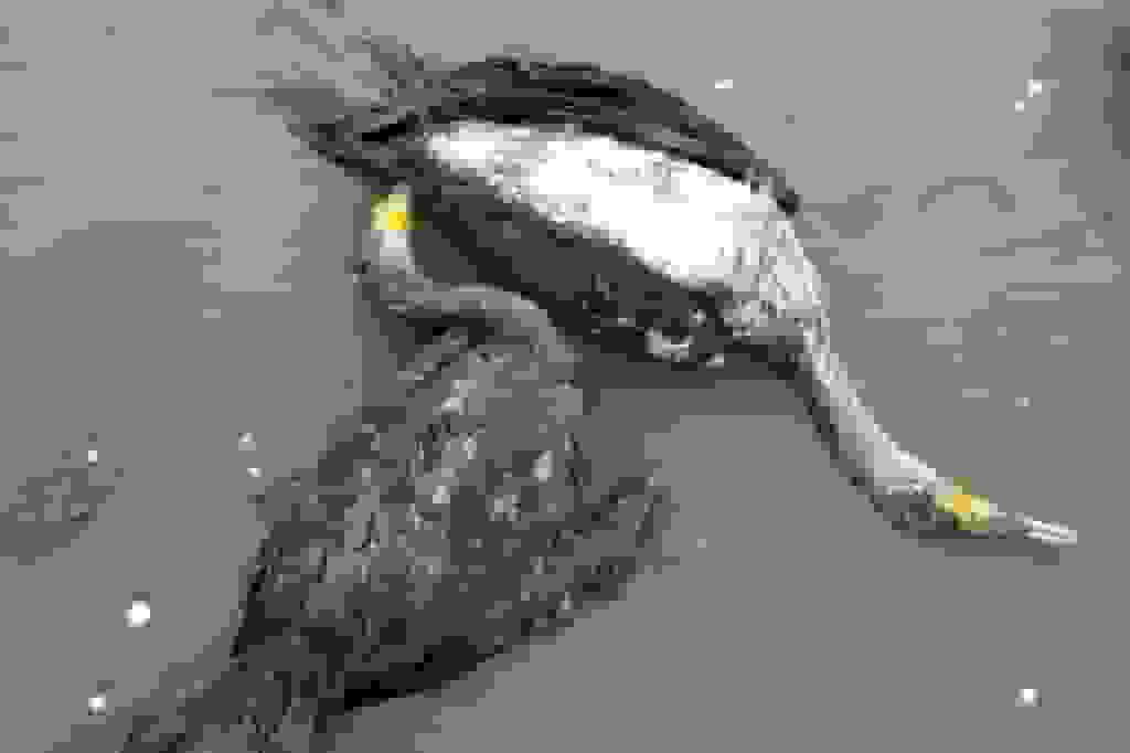 عامل مرگ دسته‌جمعی باکلان‌ها در بندرانزلی: فعالیت‌های انسانی و صیادی