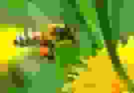 تولید عسل ایران به ۱۲۸ هزار تن رسید/ لزوم حفاظت از نژاد بومی زنبور