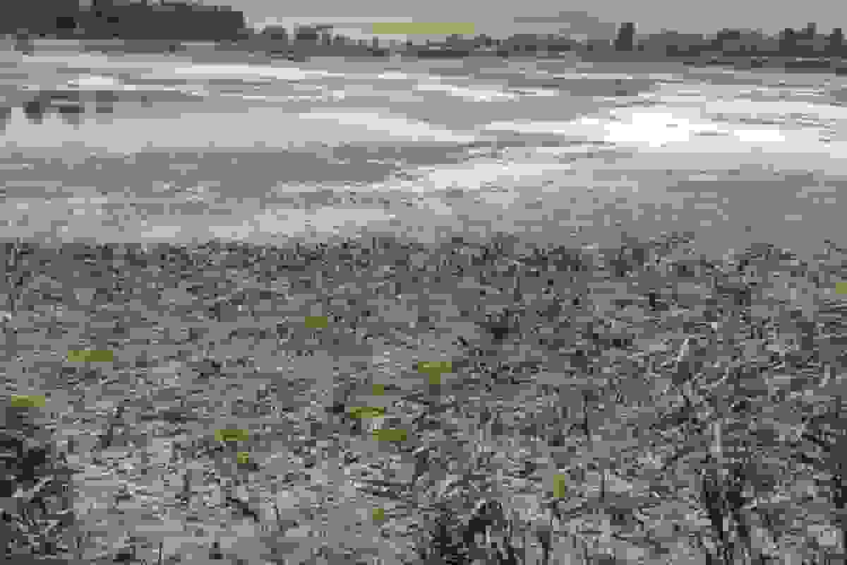 خشک‌شدن سراب نیلوفر کرمانشاه در پی سوءمدیریت و برداشت‌های بی‌رویه