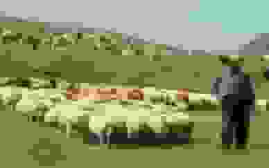 ۹۰ درصد دامداری‌های آذربایجان غربی به‌صورت سنتی فعالیت می‌کنند