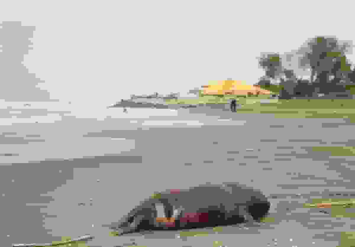 فوک خزری در معرض انقراض: ۵۴ لاشه در سواحل شمالی کشف شد