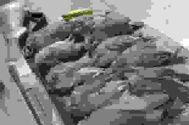 دستگیری شکارچی غیرمجاز در پناهگاه حیات‌وحش قمصر