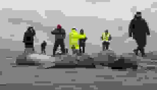 درخواست کمک از مردم مازندران برای نجات فوک خزری