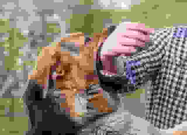 هشدار بهداشتی در اصفهان: افزایش ۱۰ درصدی گازگرفتگی توسط حیوانات