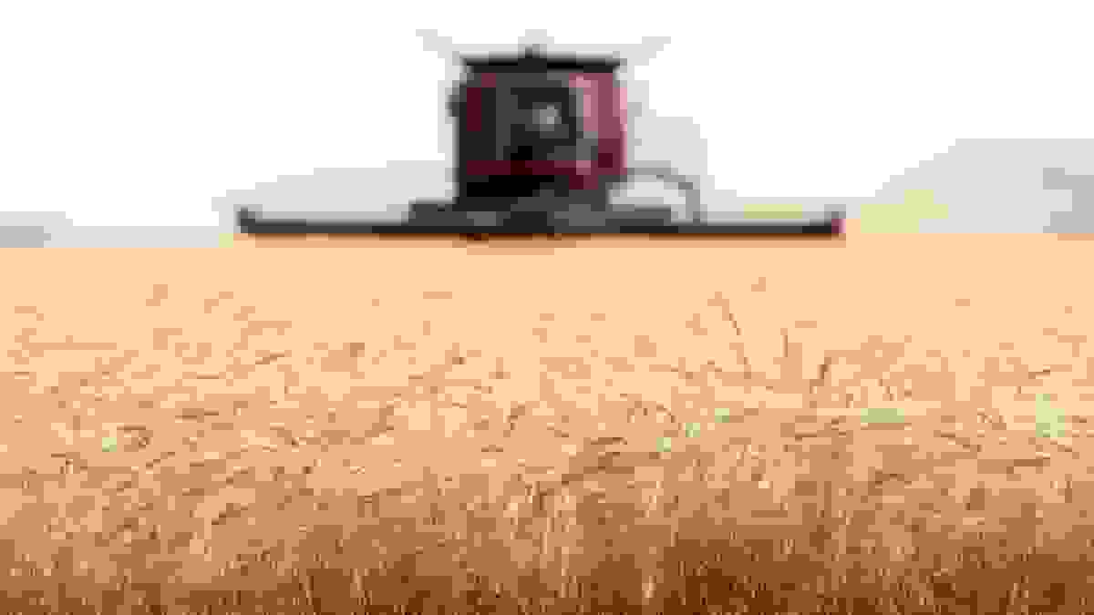 فروش بذر گندم ۲۰ درصد کاهش یافت