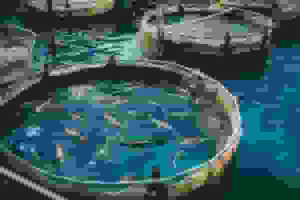 تولید ۷ هزار تن انواع آبزیان در واحدهای پرورش ماهی زنجان