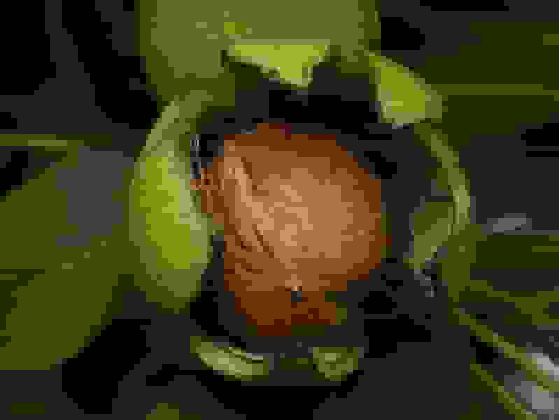 آذربایجان شرقی دومین تولیدکننده گردو در کشور