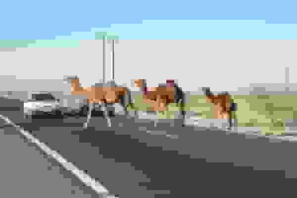 شترهای سرگردان در جاده‌های هرمزگان عامل مرگ بیش از ۶۰ نفر در دو سال