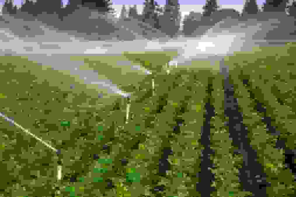 ۷۱۲ هزار هکتار اراضی زراعی در گلستان به زیر کشت می‌رود