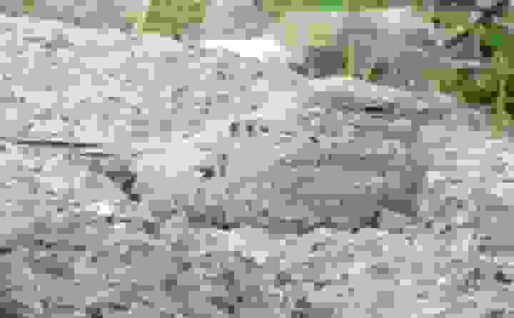 شبگرد مصری پس از ۶۰ سال در گیلان مشاهده شد