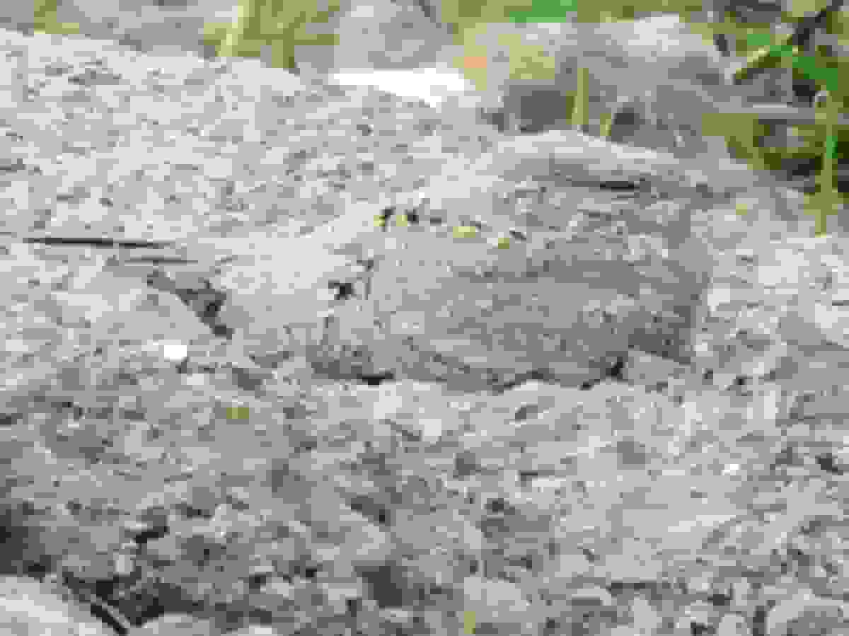 گیلان میزبان پرنده‌ای نادر شد! ثبت تصویر شبگرد مصری پس از ۶۰ سال