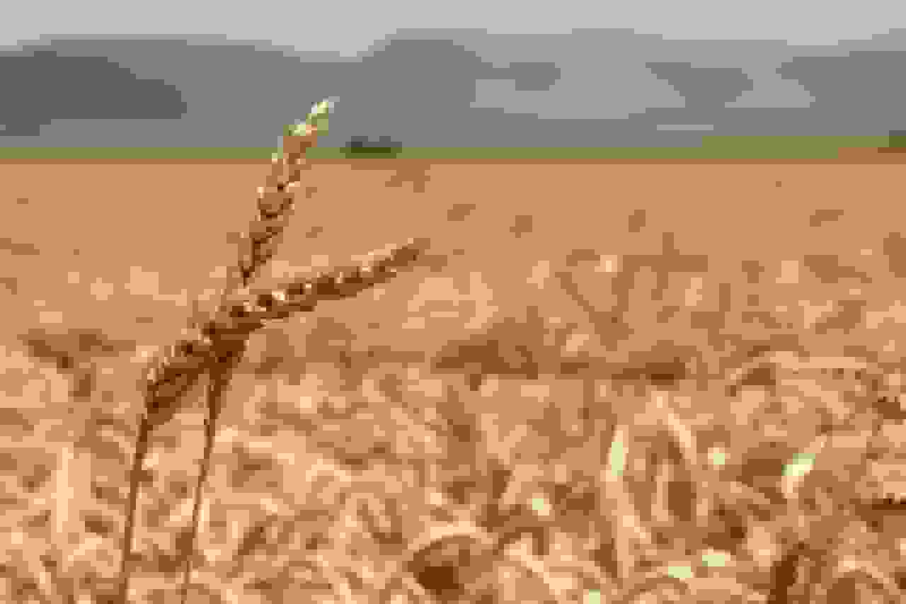 قیمت نهایی گندم پس از ۸۳ روز تأخیر تعیین شد