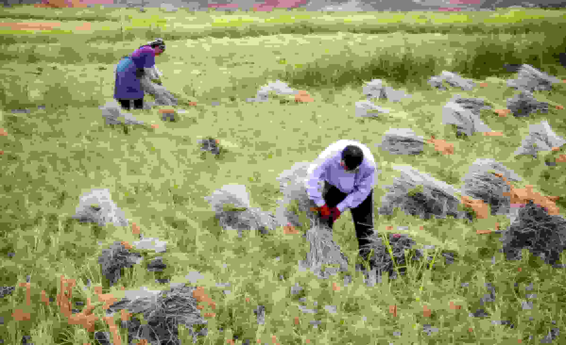 پیشبینی برداشت ۵ هزار تن برنج در سیروان