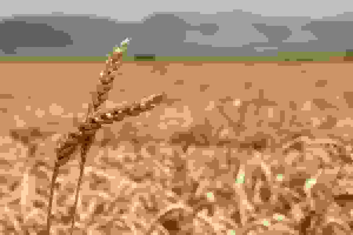 ابلاغ سهمیه واردات گندم و حبوبات از اتحادیه اوراسیا