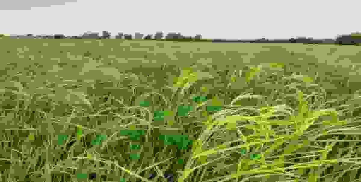 کشت برنج فقط در گیلان و مازندران مجاز است