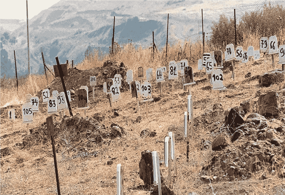 گزارش جنایات جنگی اسرائیل: سرقت اعضای بدن فلسطینی‌ها و دفن اجساد بدون نام