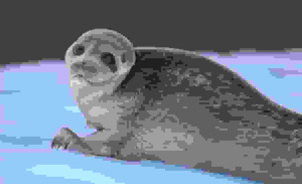 کشف لاشه ۲ قلاده فوک خزری در سواحل مازندران