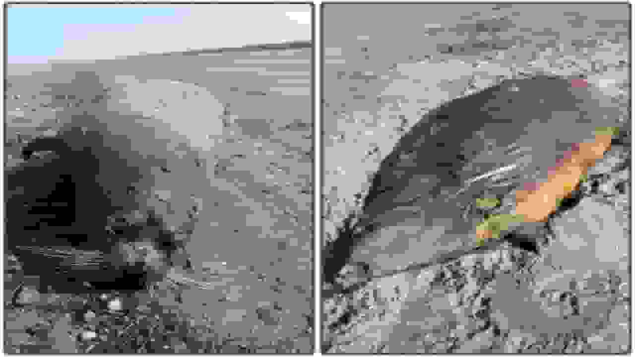 کشف لاشه دو فوک خزری در سواحل مازندران و رسیدن تلفات به ۴۹ قلاده
